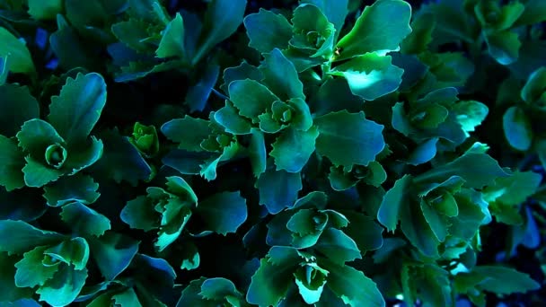 Succulent Plant Background Footage Nobody — Stock Video