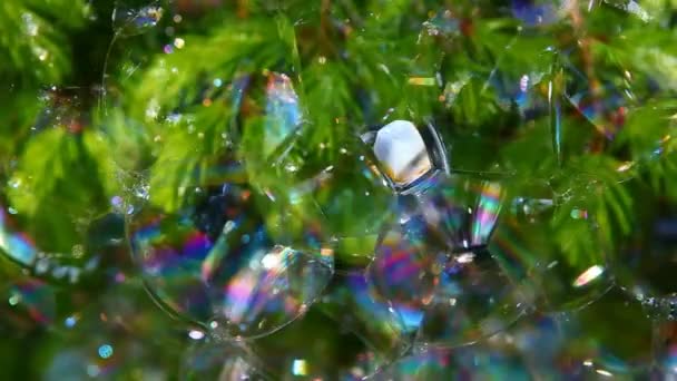 Fir Tree Soap Bubbles Background Footage — Stock Video