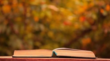 kitap ahşap masa ağacı bokeh kimse hd görüntüleri 