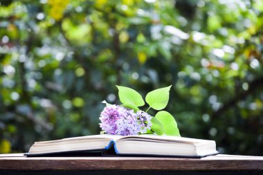 kitap ahşap masa leylak çiçek ağacı bokeh kimse  