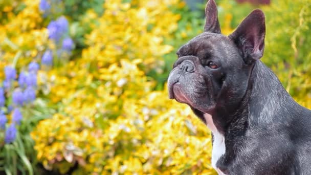 Negro Francés Bulldog Retrato Jardín Metraje — Vídeos de Stock