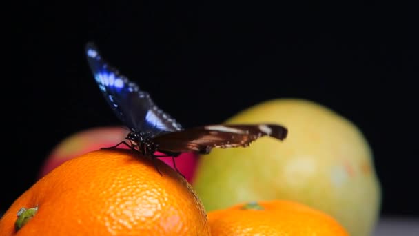 Schmetterling Früchte Dunklen Hintergrund Filmmaterial — Stockvideo