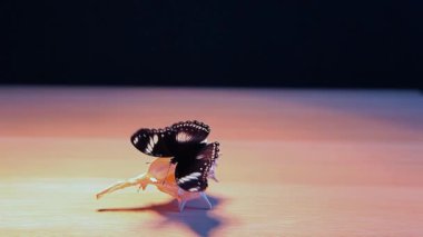 deniz kabuğu kelebek masa karanlık arka plan hd görüntüleri 