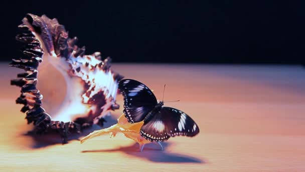 Conchiglia Mare Farfalla Tavolo Scuro Sfondo Metraggio — Video Stock