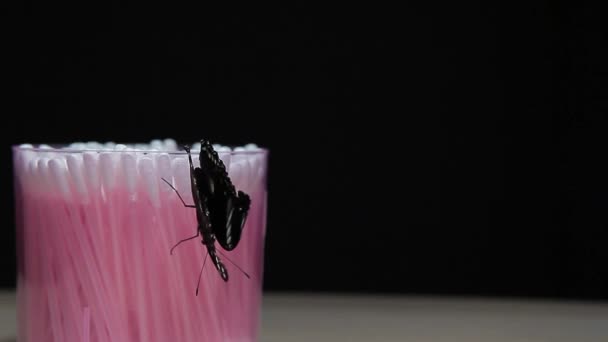 Oreja Palo Mariposa Oscuro Fondo Material Archivo — Vídeos de Stock