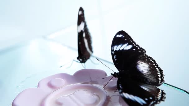 Motyl Jeść Miód Biały Tło Nagrania — Wideo stockowe