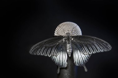 kelebek böcek mikrofon karanlık arka plan  