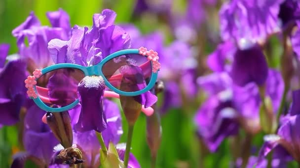 Purple Iris Květina Sluneční Brýle Vítr Záběr — Stock video