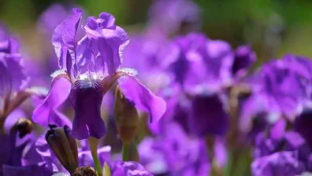 Фиолетовый Цветок Радужки Поле Ветер Кадры — стоковое видео