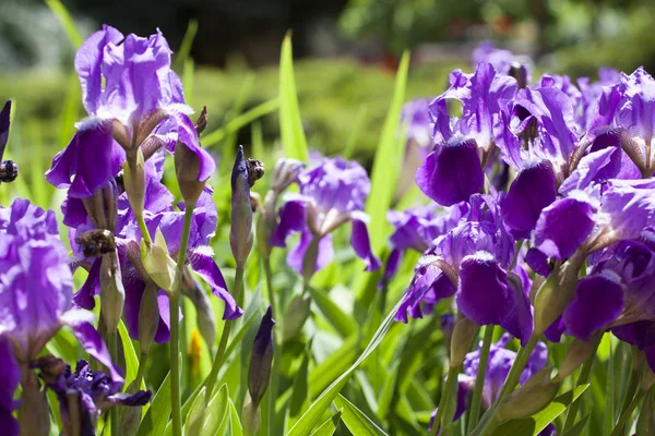 Pozadí Pole Purpurovou Iris — Stock fotografie