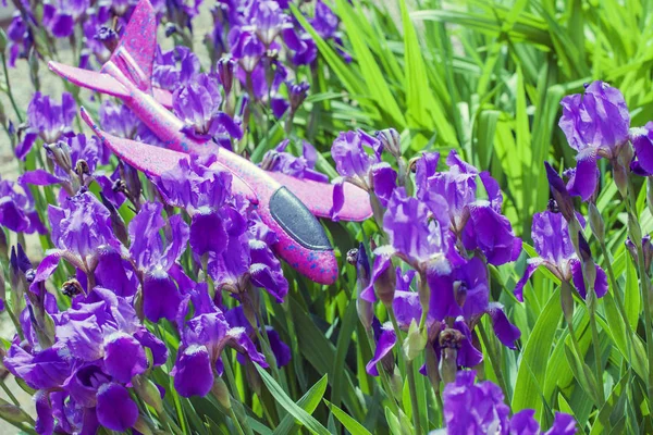 Speelgoed Vliegtuig Paarse Iris Bloem Achtergrond — Stockfoto