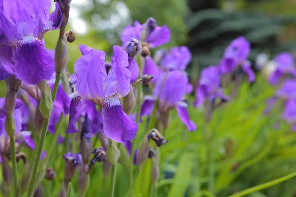 Purple Iris Flower Field Background — Stock Photo, Image