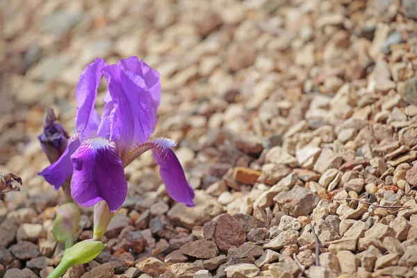 Lila Iris Blume Stein Hintergrund — Stockfoto