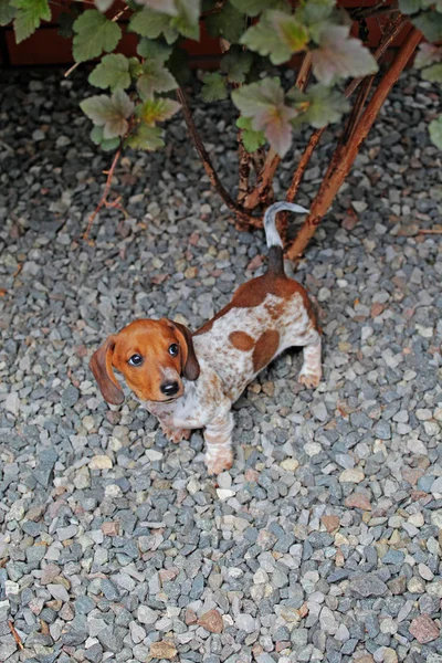 Bassotto Cucciolo Ritratto Pietra Sfondo — Foto Stock