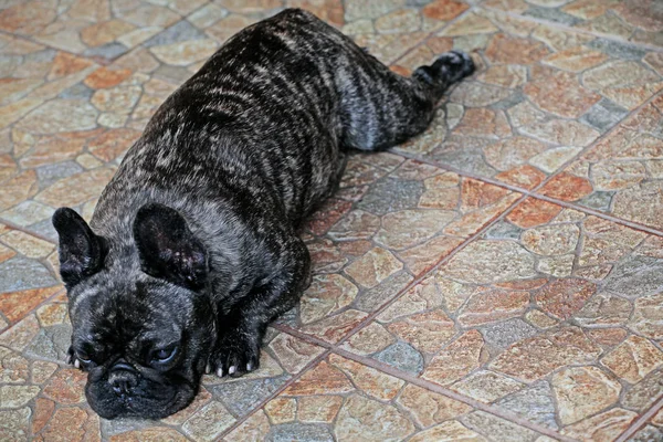 Bulldog Francés Negro Retrato Jardín —  Fotos de Stock
