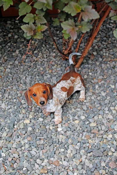 Dachshund Puppy Portrait Stone Background — Stock Photo, Image