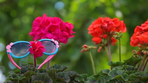Film Kwiat Ogród Okulary Przeciwsłoneczny Wiatr Tło — Wideo stockowe