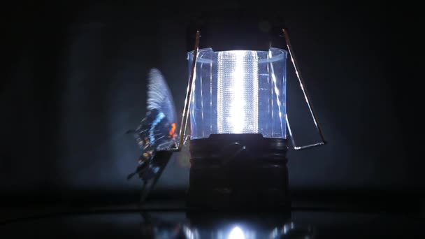 Lámpara Plástico Mariposa Fondo Oscuro Nadie Metraje — Vídeo de stock