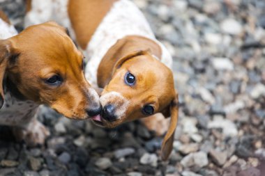 dachshund köpek portre taş arka plan 