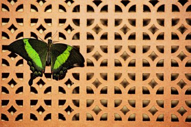 kelebek incept ahşap duvar arka plan 