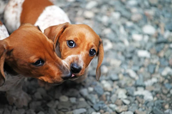 Dachshund Cachorro Retrato Piedra Fondo — Foto de Stock