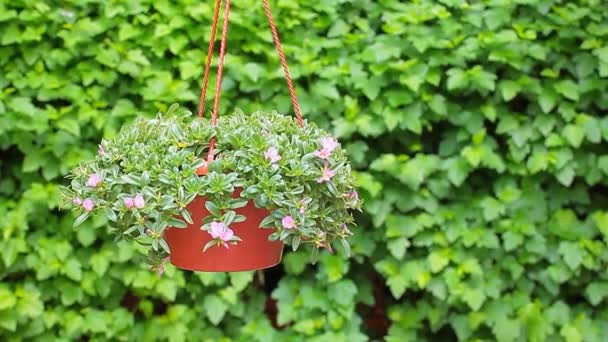 Flower Pot Virginia Creeper Achtergrond Niemand Beelden — Stockvideo