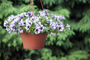 bahçe çiçek plastik kahverengi saksı köknar ağacı arka plan kimse 