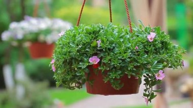 bahçe çiçek plastik kahverengi saksı hd görüntüleri kimse 