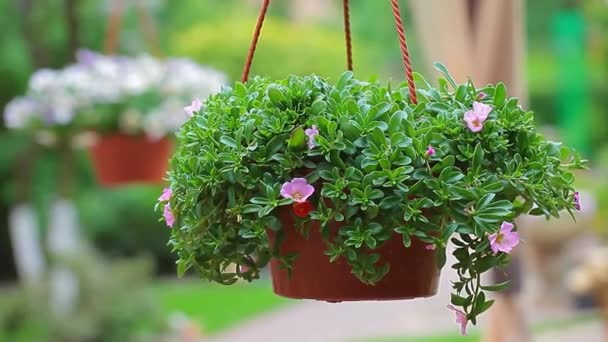 Garden Flower Plastic Brown Pot Footage Nobody — Stock Video