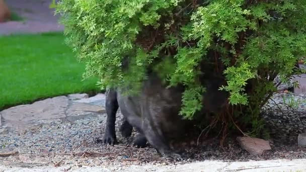 Preto Francês Bulldog Jardim Fundo Imagens — Vídeo de Stock