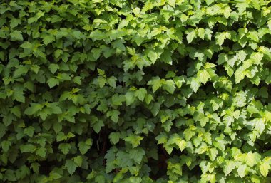 yaz virginia creeper arka plan kimse 