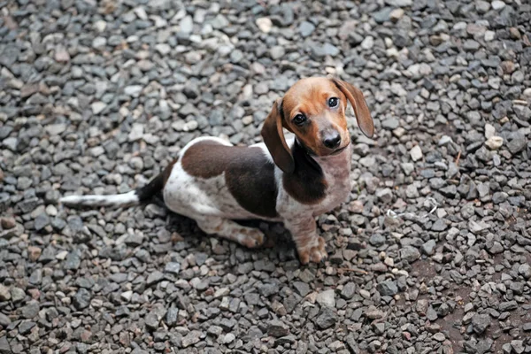 Dachshund Köpek Portre Taş Arka Plan — Stok fotoğraf