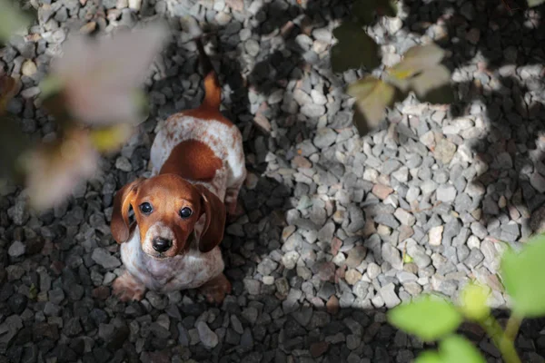 Teckel Puppy Portret Stenen Achtergrond — Stockfoto