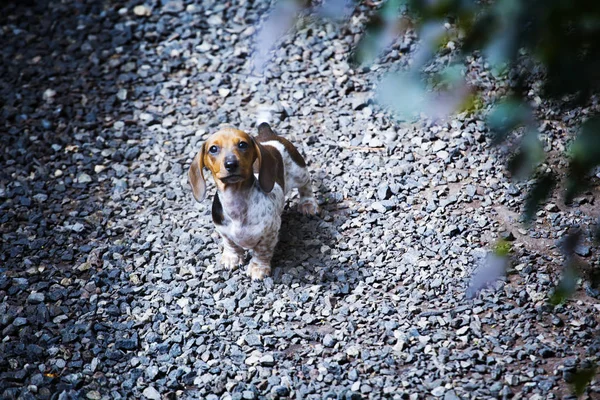 Teckel Puppy Portret Stenen Achtergrond — Stockfoto