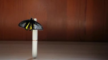 elektronik duman cihazı kelebek ahşap arka plan hd görüntüleri 