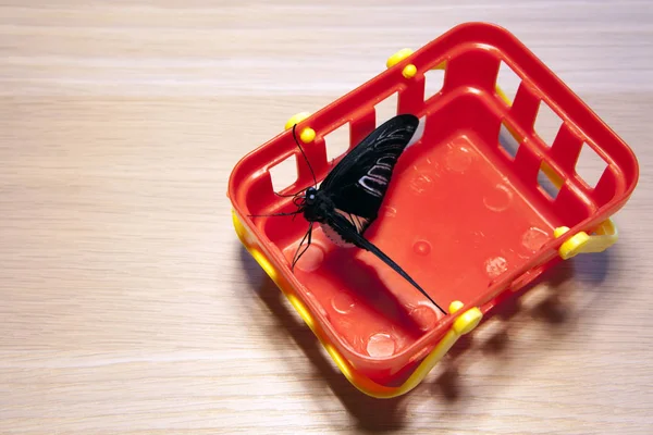 Plastic Basket Butterfly Wooden Table — Stock Photo, Image