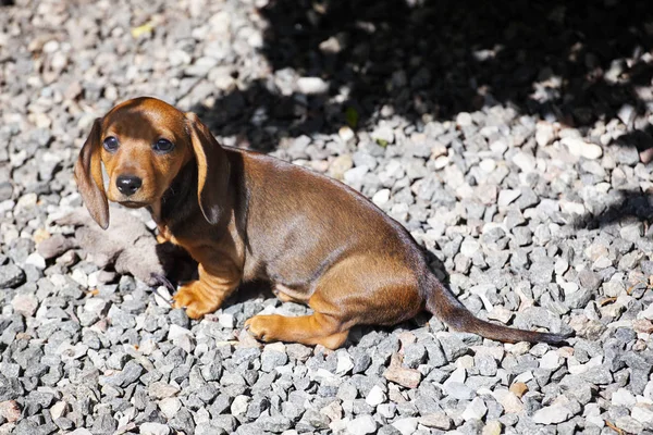 Dachshund Cachorro Retrato Pedra Fundo — Fotografia de Stock