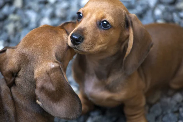 Dachshund Cachorro Retrato Pedra Fundo — Fotografia de Stock