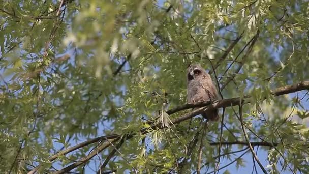 Wild Baby Owl Tree Background Footage — Stock Video