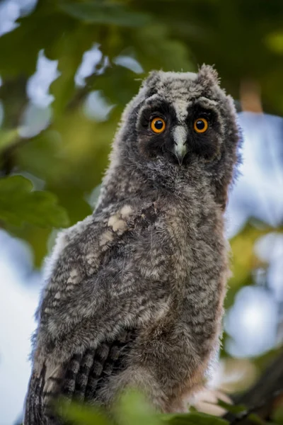 Wilde Baby Uil Boom Achtergrond — Stockfoto