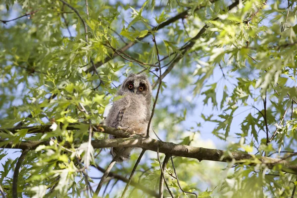 Wild Baby Owl Tree Background — Stock Photo, Image