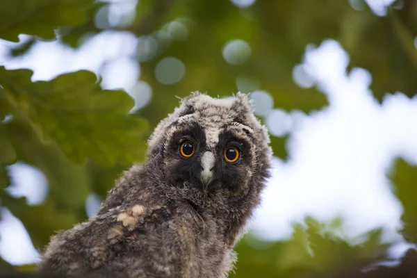 Wild Baby Owl Tree Background — Stock Photo, Image