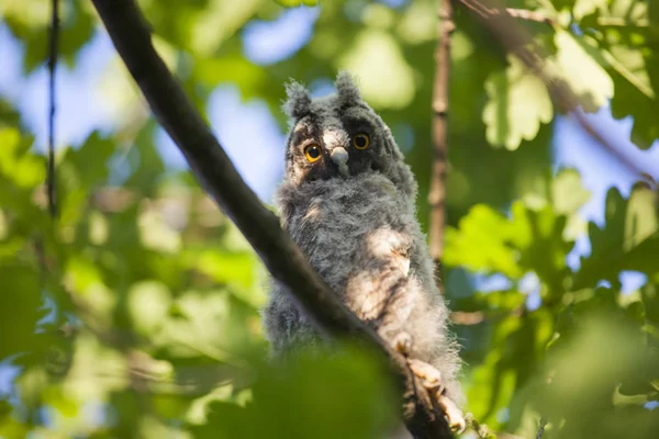 Vahşi Bebek Baykuş Ağaç Arka Plan — Stok fotoğraf