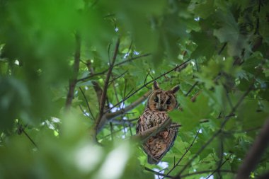 vahşi baykuş kuş ağacı arka plan  