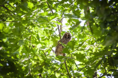 vahşi bebek baykuş ağaç arka plan  