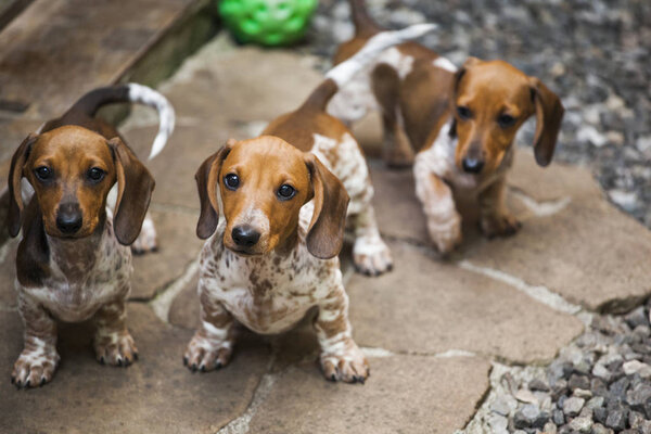 dachshund puppy portrait stone background 