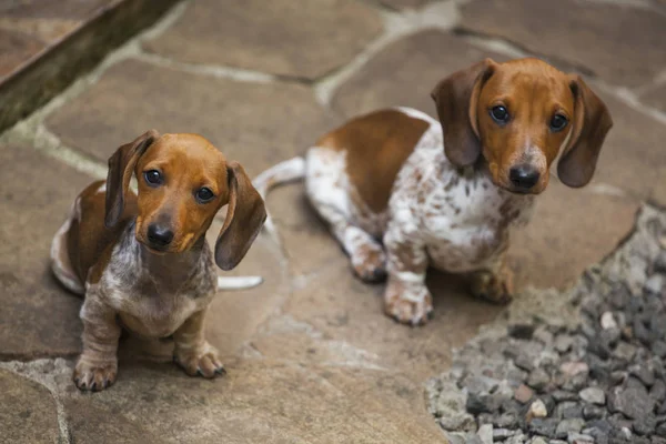 Dachshund Cachorro Retrato Piedra Fondo —  Fotos de Stock