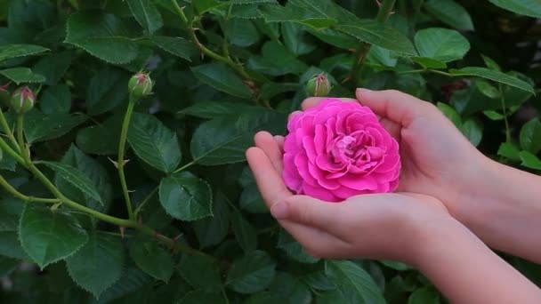 Rosa Flor Niños Niña Mano Material Archivo — Vídeos de Stock