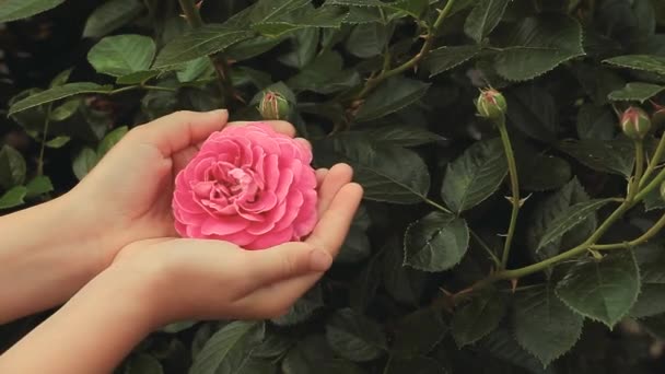 Rosa Flor Crianças Menina Mão Imagens — Vídeo de Stock