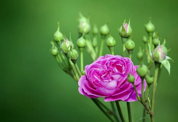 Zahrádka Růžového Květu — Stock fotografie